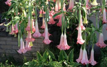 angels-trumpet.jpg