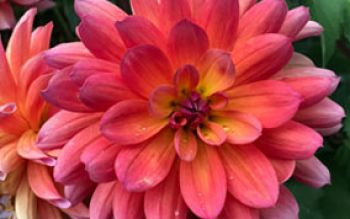 autumn-dahlia.jpg