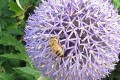 Bee Awesome: Six Reasons to Love Beeswax Candles