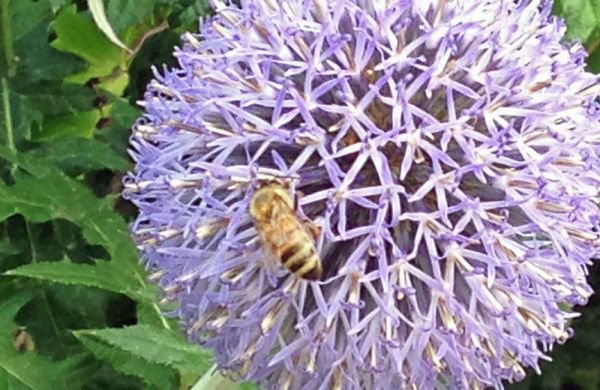 Bee Awesome: Six Reasons to Love Beeswax Candles