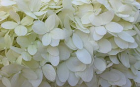 hydrangea.jpg