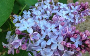 lilacs1.jpg