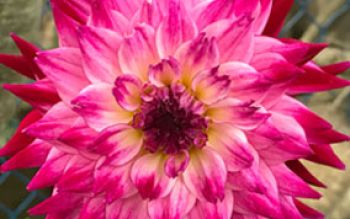 magenta-pink-dahlia.jpg