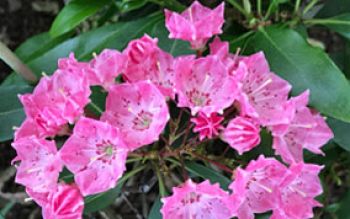 mountain-laurel.jpg