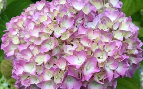 Pink Hydrangea