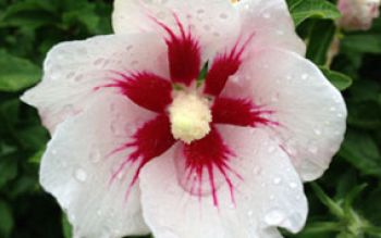 red-white-flower.jpg