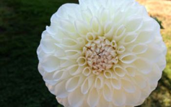 white-zinnia.jpg